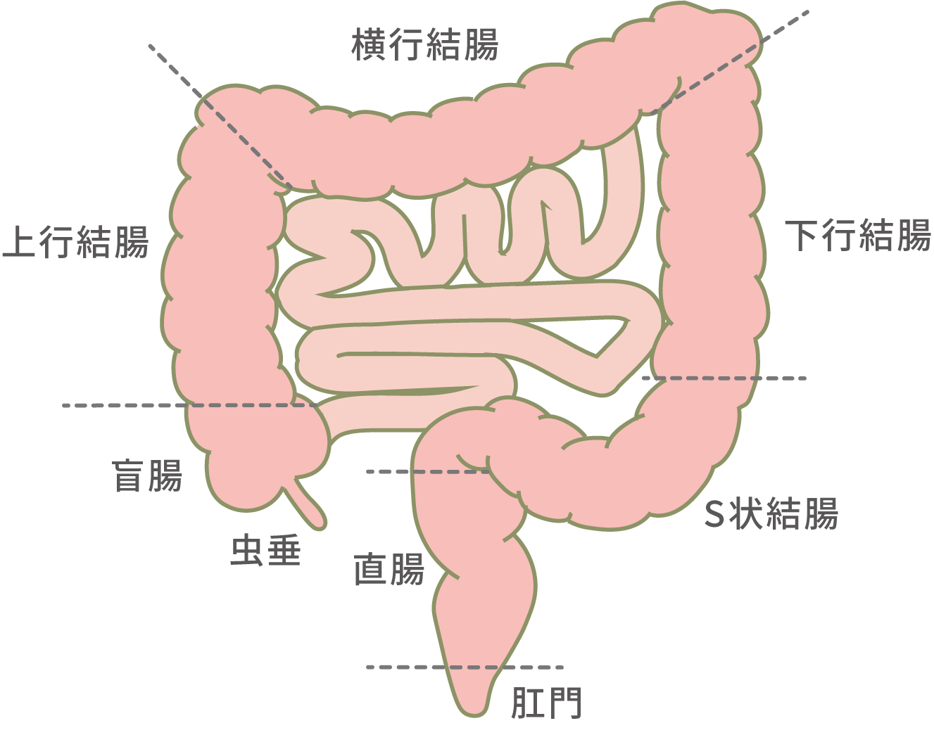 大腸の部位